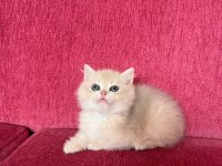 Yakışıklı british shorthair çocuk
