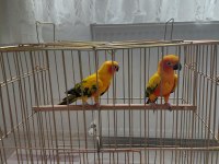 Güneş Konur (Portakal caique ile takas kabul edilir)