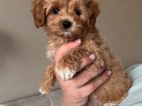 Uygun Tüy Dökmeyen Maltipoo Yavrular