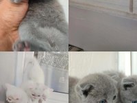 40 günlük british shorthair yavrular