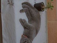 7 aylık british shorthair