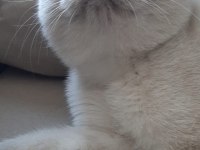 ANKARA İÇİ YUVA BU KEDİLERE ACİL YUVA