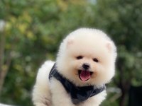 Safkan ayı surat pomeranian boo yavrularım yuva arıyor