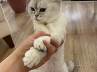 British shorthair fistana yuva arıyoruz