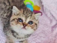 58 günlük tabby renk dişi yavrumuz yeni yuvasına hazır kedim