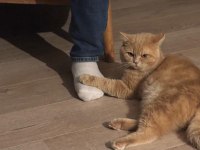 Kedimiz Arifi sahiplendirmek istiyorum