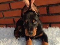 2 Aylık İsteğe Göre Estetikli Doberman Yavrularım