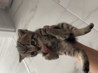 British shorthair annemizin yavruları oldu Erkek-dişi