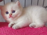 Safkan british shorthair secereli gold