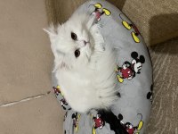 Kedimiz Leydiye güzel bakacak bir aile arıyorum
