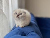 Bebek Yüz Scottish Fold Blue Point yavrularımız A kalite