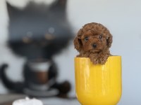 Red brown poodle yavrularımız