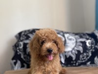 Toy poodle