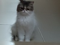Muhteşem üçlü iran kedisi