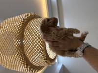 WC PET EĞİTİMLİ MALTİPOO YAVRUMUZ YENİ YUVASINA HAZIR