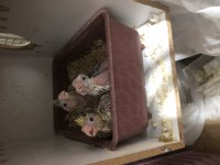 10 Günlük Pied Lutino Heavy Albino Sultan Yavrular