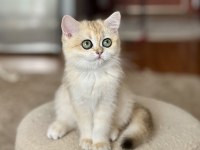 Şecereli british shorthair dişi yavru