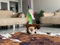 TEDDY FACE MİNİ BOY KUSURSUZ GÜZELLİKTE POMERANİAN BOO