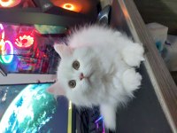 British Longhair