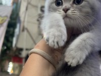 Scottish Fold Dişi Blue Golden