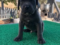 Cane corso yavrular