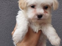 Maltese Yavrularımız