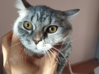 6 aylık british shorthair erkek yavru ilanda