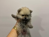 Ankara İci Pomeranian Boo Yuvaları Sizleri Bekliyor