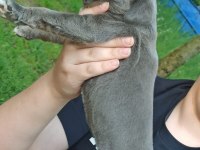 CANE CORSO YAVRULARI MÜKEMMEL ARAYANLARA