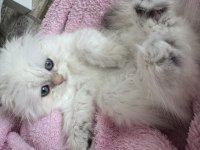 Oyuncu british longhair oburum