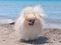Ayı surat pomeranian