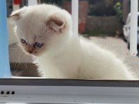 Scottish Fold beyaz panter