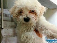 Mükemmel bir maltese yavru