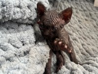 Sfenks (sphynx) yavru uyguna verilecek