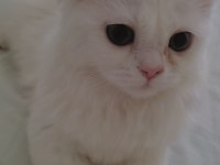kedi İlanı persian