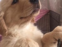 Saf Irk Yavru Golden Retriever