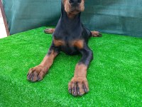 Irk garantili A şecere doberman yavrular