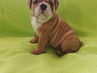 TUVALET EĞİTİMLİ İNGİLİZ BULLDOG YAVRUMUZ