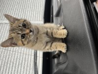 British shorthair golden black