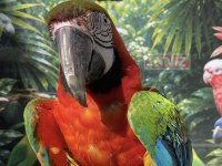 Ara Macaw Papağanı