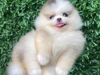 Irk ve sağlık garantili ayıcık surat pomeranian boo bebekler