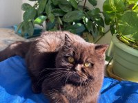 BRİTİSH SHORTHAİR CHOCOLATE BRİ B KODLU SAFKAN