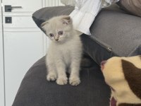 Scottish Fold Longhair Yavrular