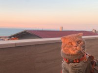 Scottish Fold Erkek Kedimiz