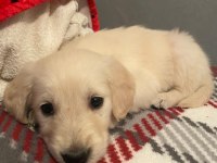Bir dişi ve bir erkek golden retriever yavru