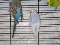 Deneyimli yetişkin muhabbet kuşlar