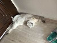 Scottish fold meleğimize yuva arıyoruz