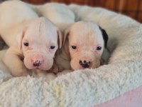 Güç sevenlere american bulldog yavrularımız