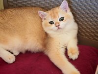 Ny 12 erkek british shorthair