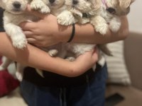 Maltese Bebek Köpekler